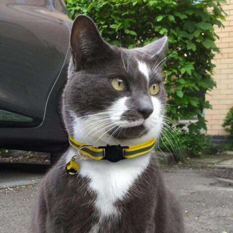 Adjustable Reflective Collars for Cats and Puppies with Bell and Safety Buckle, 6X Multicolor Pet Accessories