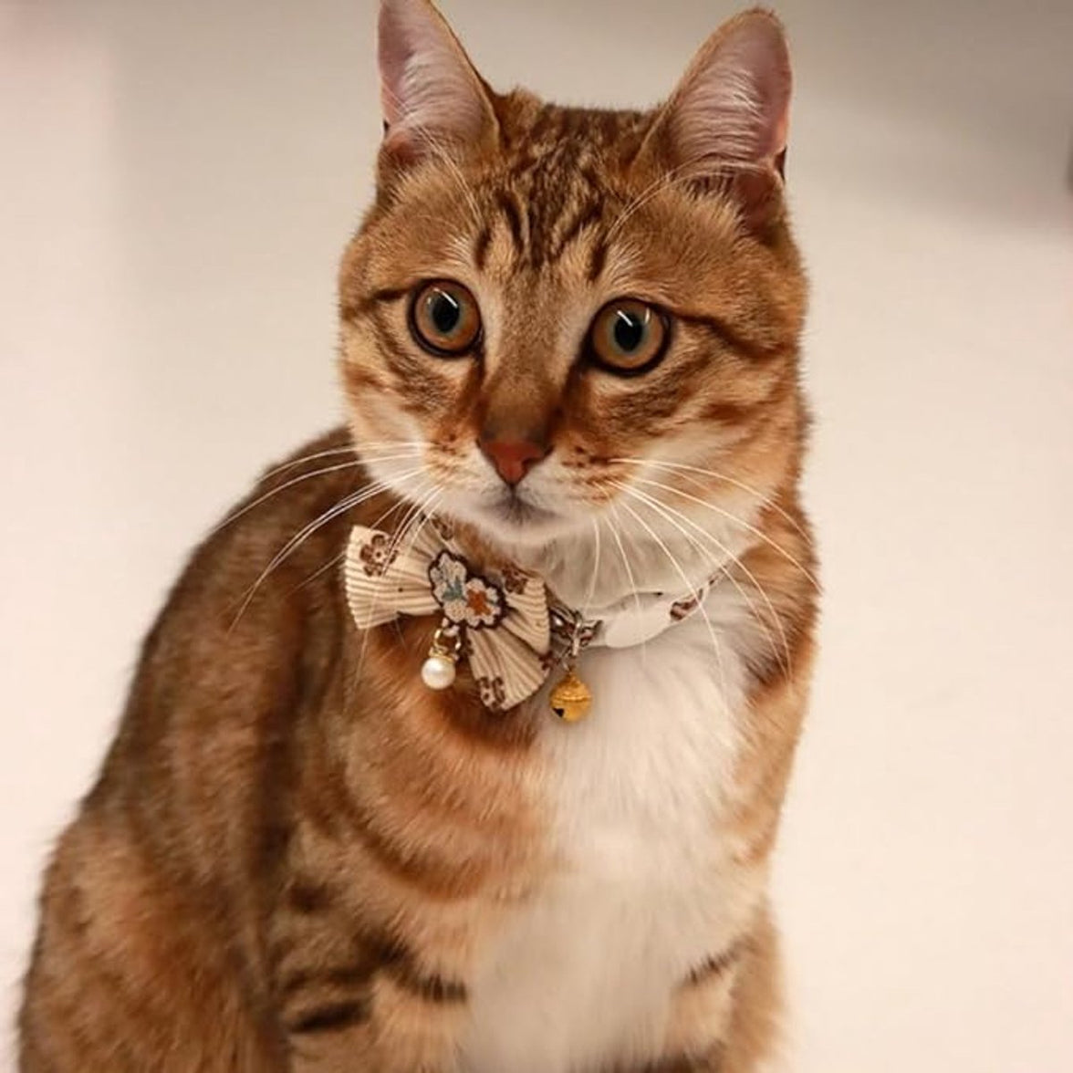 Cat Collar - Bow and Bell Collar - Adjustable Kitten Collar - Dog Collar - Lightweight Safety Collar for Pets (Set of 6)