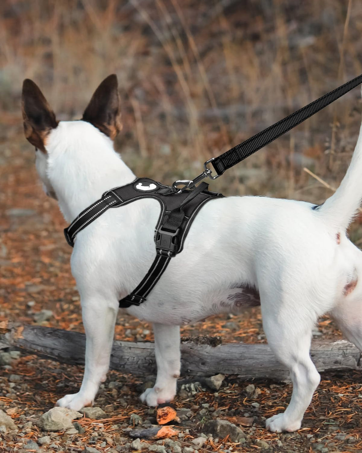 6FT × 1'' Dog Leash and Collar (18-28"), Reflective Soft Neoprene Padded Pet Collars Leashes for Extra Large Dog, Black -